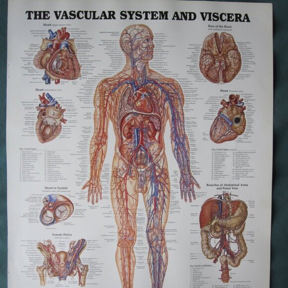 Anatomical Chart 11" x 14" Bookplate Print - The Vascular System & Viscera - Picture 1 of 1